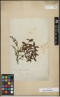 Foto von Salix arbuscula L.